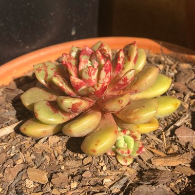 Echeveria 'Jelly Jam'