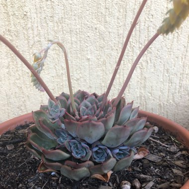 Echeveria 'Hercules'