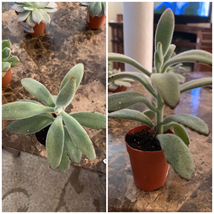 Plant image Kalanchoe tomentosa 'Super Fuzzy'