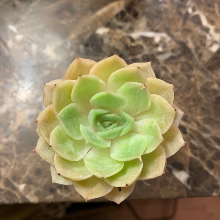 Plant image Echeveria Onslow