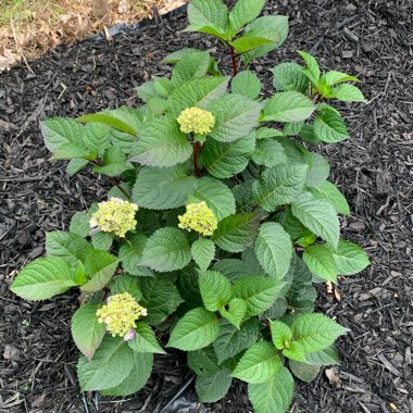 Hydrangea macrophylla 'Bailmer' (Endless Summer Series) syn. Hydrangea macrophylla 'Endless Summer', Hydrangea macrophylla 'The Original'