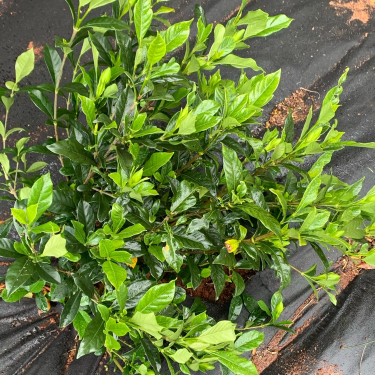 Plant image Gardenia Jasminoides 'August Beauty'