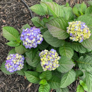 Hydrangea macrophylla 'Bailmer' (Endless Summer Series) syn. Hydrangea macrophylla 'Endless Summer', Hydrangea macrophylla 'The Original'