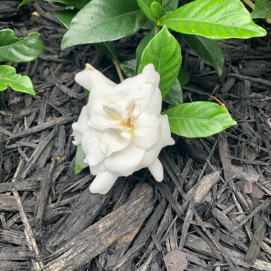 Gardenia Jasminoides 'August Beauty'