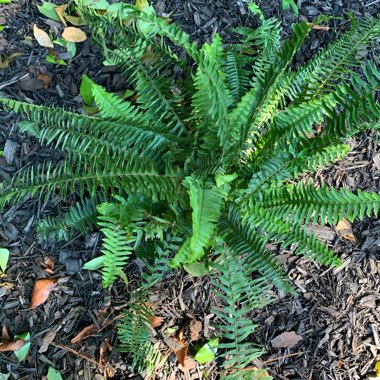 Kimberley Queen Fern