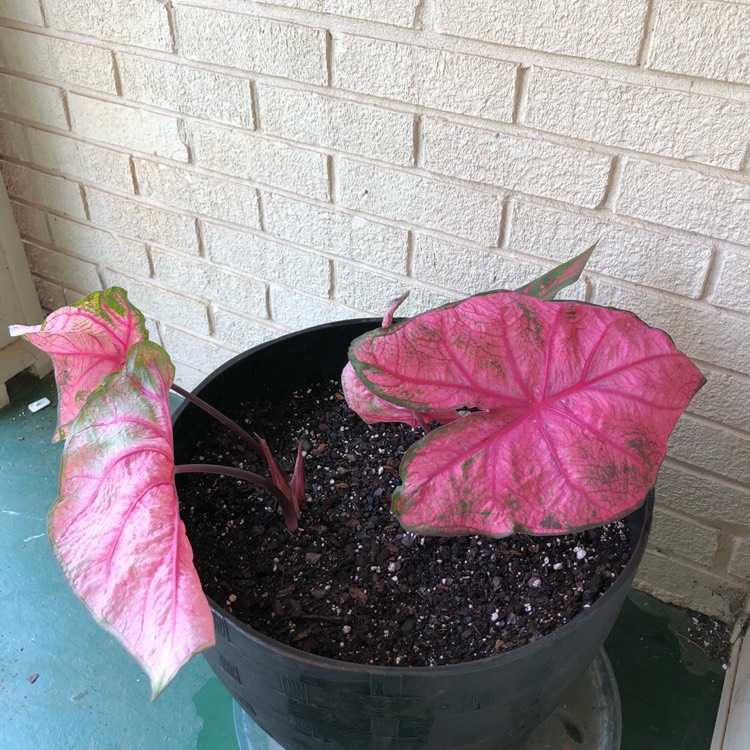 Plant image Caladium 'Fannie Munson'