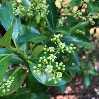 Euonymus