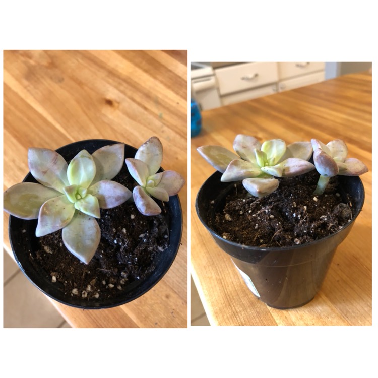 Plant image Graptopetalum Marquise de Sevigne