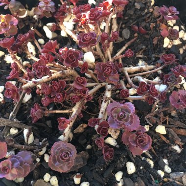 Sedum Spurium Schorbusers Blut