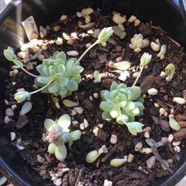 Echeveria Prolifica