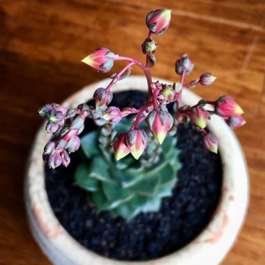 Echeveria Dionysos