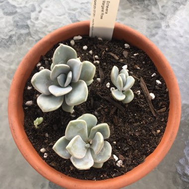 xGraptoveria Margaret Rose