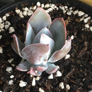 Echeveria Cante