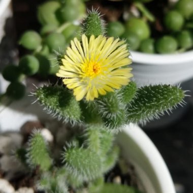 Delosperma echinatum syn. Delosperma pruinosum