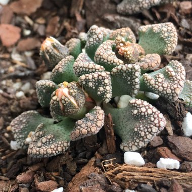 Titanopsis Calcarea (Living Jewel)