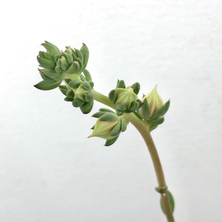 plant image 1216730