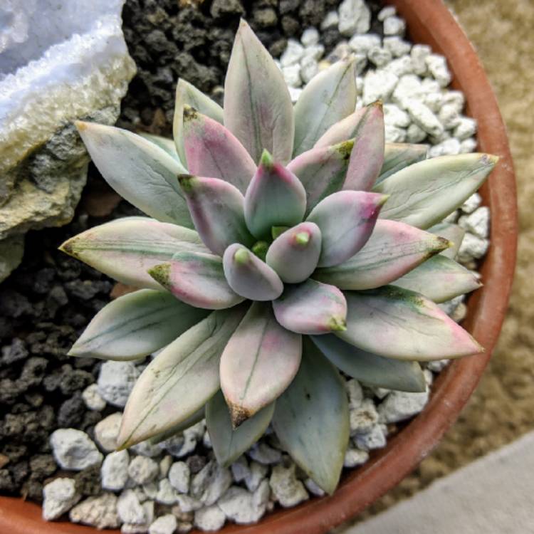 Plant image Pachyphytum hookeri Variegata