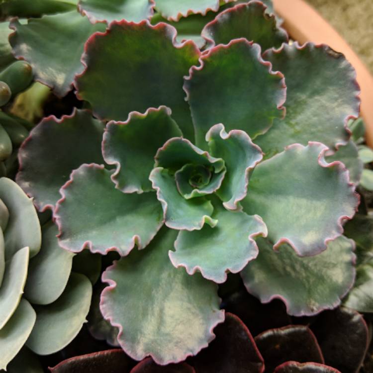 Plant image Echeveria Gibbiflora