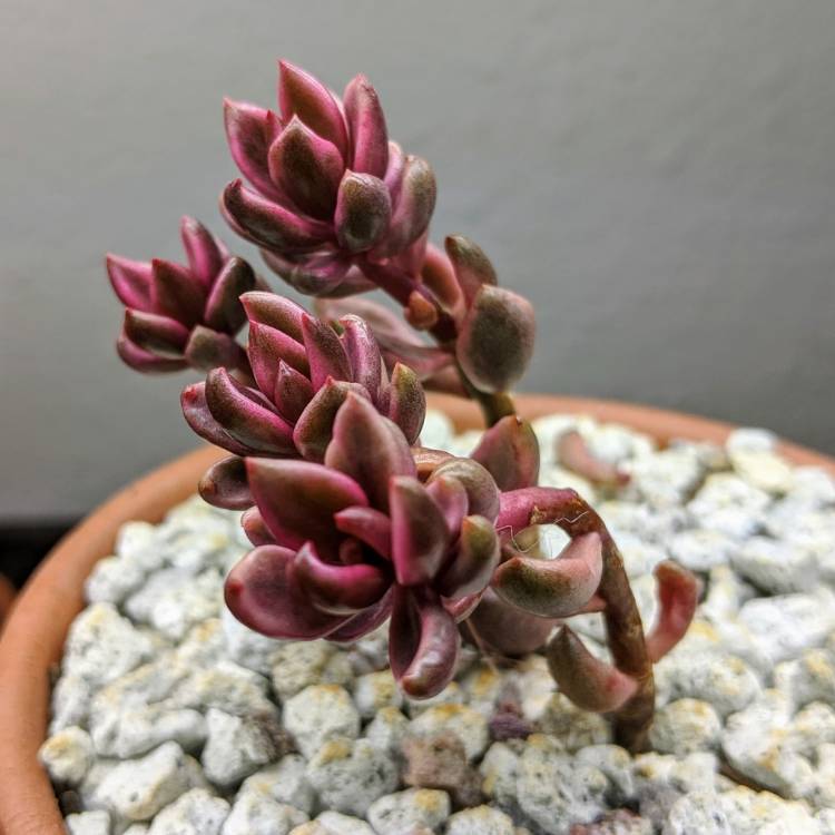 Plant image xGraptoveria Chocolate Bronze