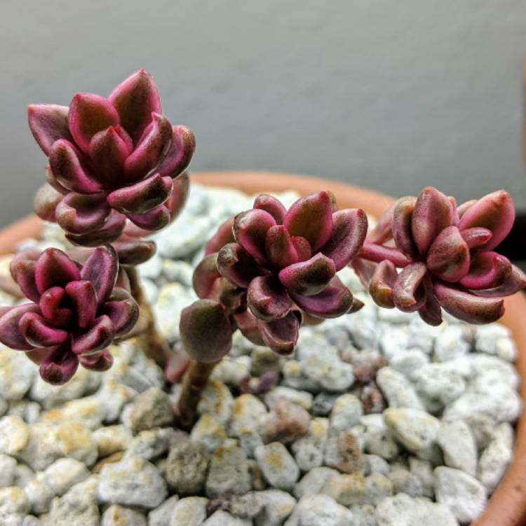 Plant image xGraptoveria Chocolate Bronze