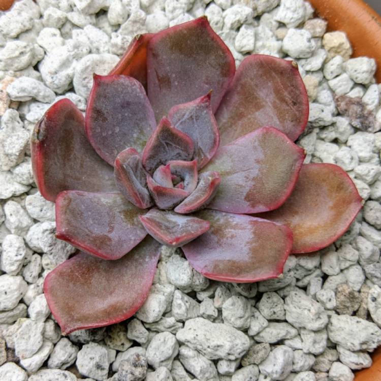 plant image 908104