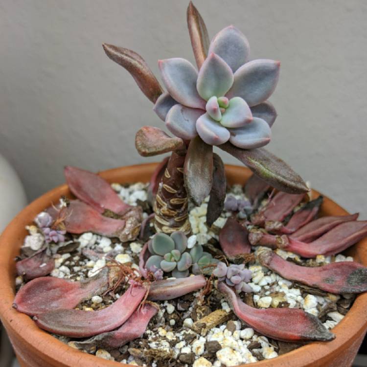 Plant image Graptopetalum Sugar Jelly