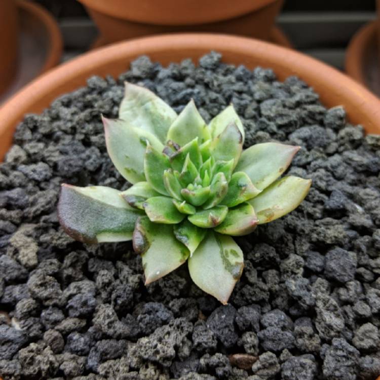 Plant image Echeveria Silver Prince