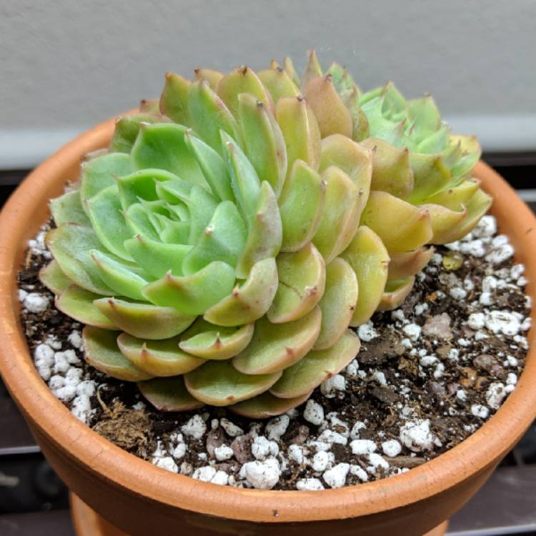 Plant image Echeveria Onslow