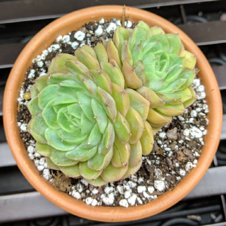 Plant image Echeveria Onslow