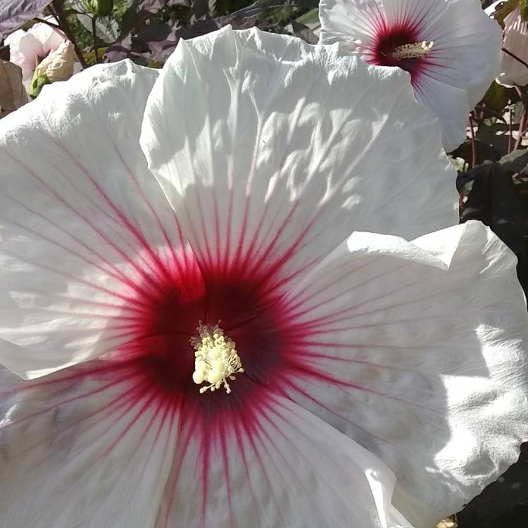 Plant image Hibiscus moscheutos 'Balhibwhi' (Luna Series) syn. Hibiscus moscheutos 'Luna White'