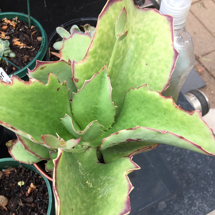 Plant image Kalanchoe Synsepala 'Gremlin'