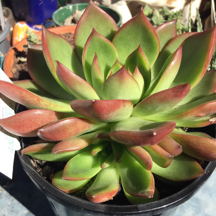 Plant image Echeveria Agavoides Frank Reinelt