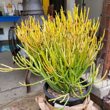 Euphorbia tirucalli 'Rosea'