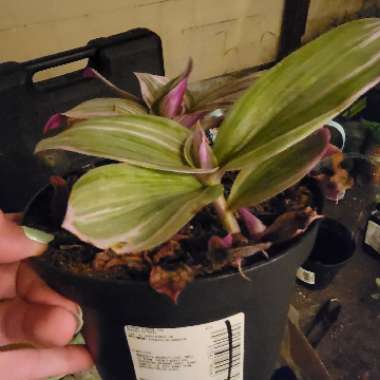 Tradescantia albiflora 'Nanouk'