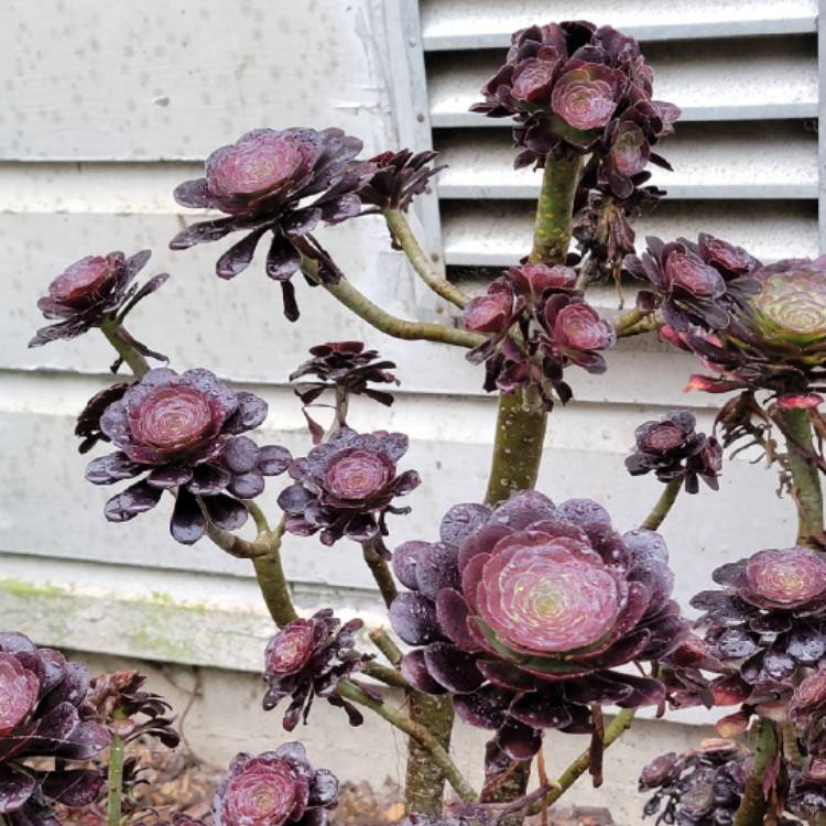 Plant image Aeonium 'Zwartkin'