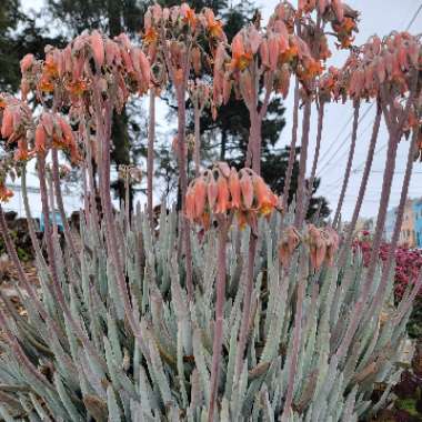 Senecio ficoides