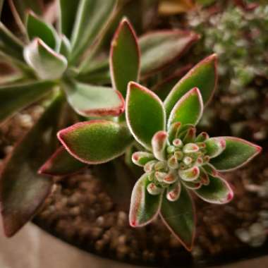 Echeveria Pulvinata 'Ruby Blush'