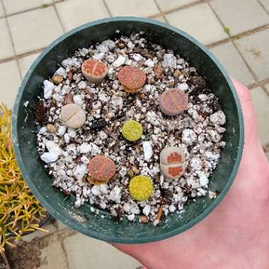 Lithops