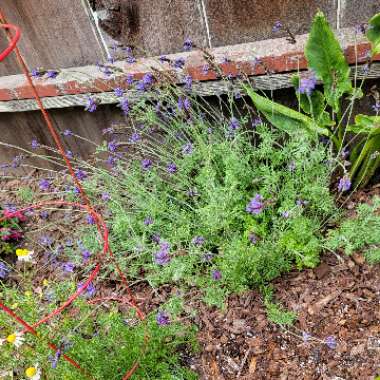 Lavandula Multifida 'Spanish Eyes'