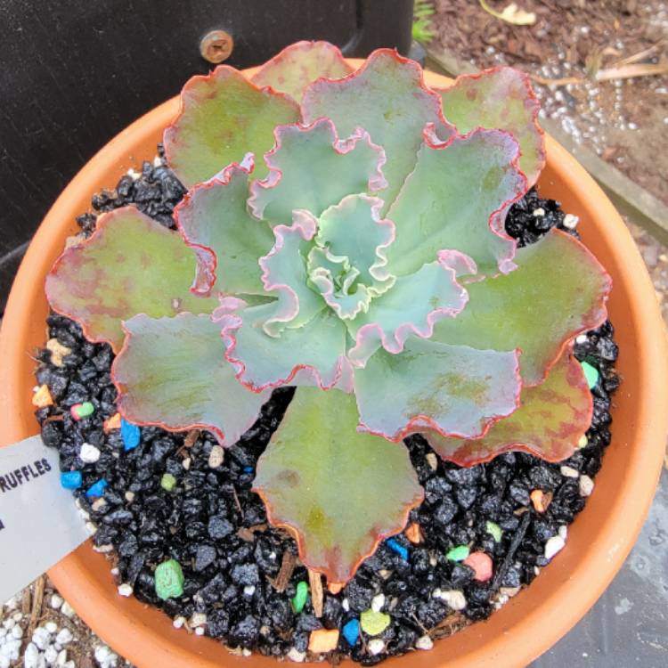 Plant image Echeveria Crinoline