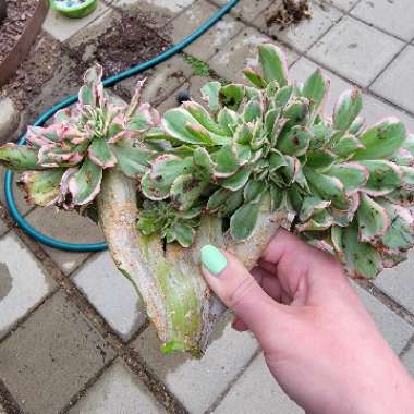 Aeonium Arboreum Sunburst Crested