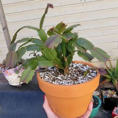 Schlumbergera truncata