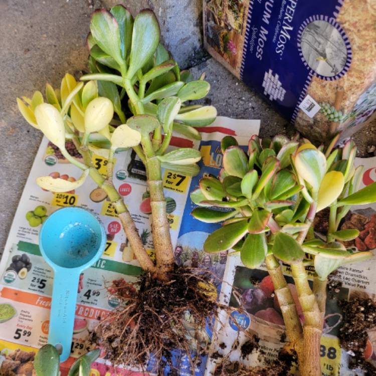 Plant image Crassula Ovata Gollum Variegata