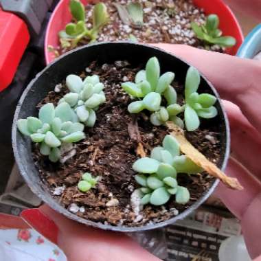 xGraptoveria Fred Ives