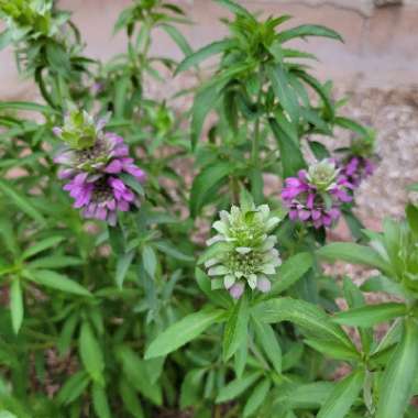 Mentha x piperita f. citrata 'Lemon'