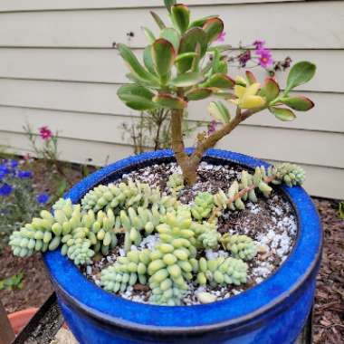 Crassula Ovata Gollum Variegata