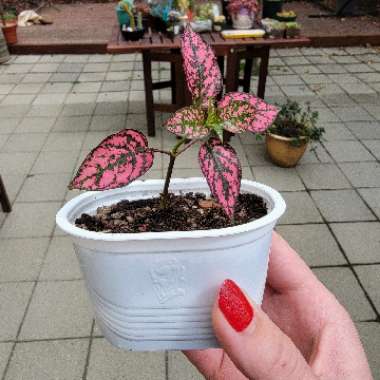 Hypoestes Phyllostachya 'Splash Select Red'