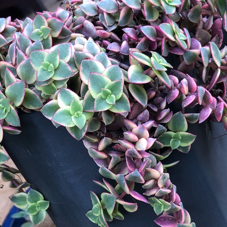 Plant image Crassula 'Isabella'