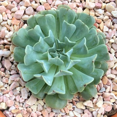 Echeveria Pinwheel Revolution