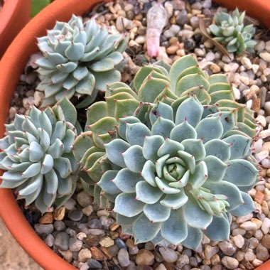 Echeveria Nobaranosei